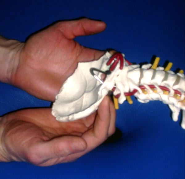Physiotherapie Hoppmann Cranio Sacrale Osteopathie